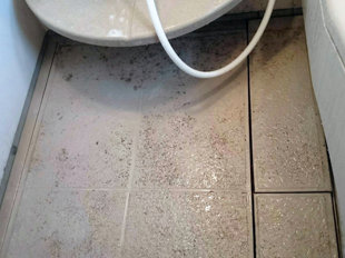 カビや水垢で汚れた浴室の床